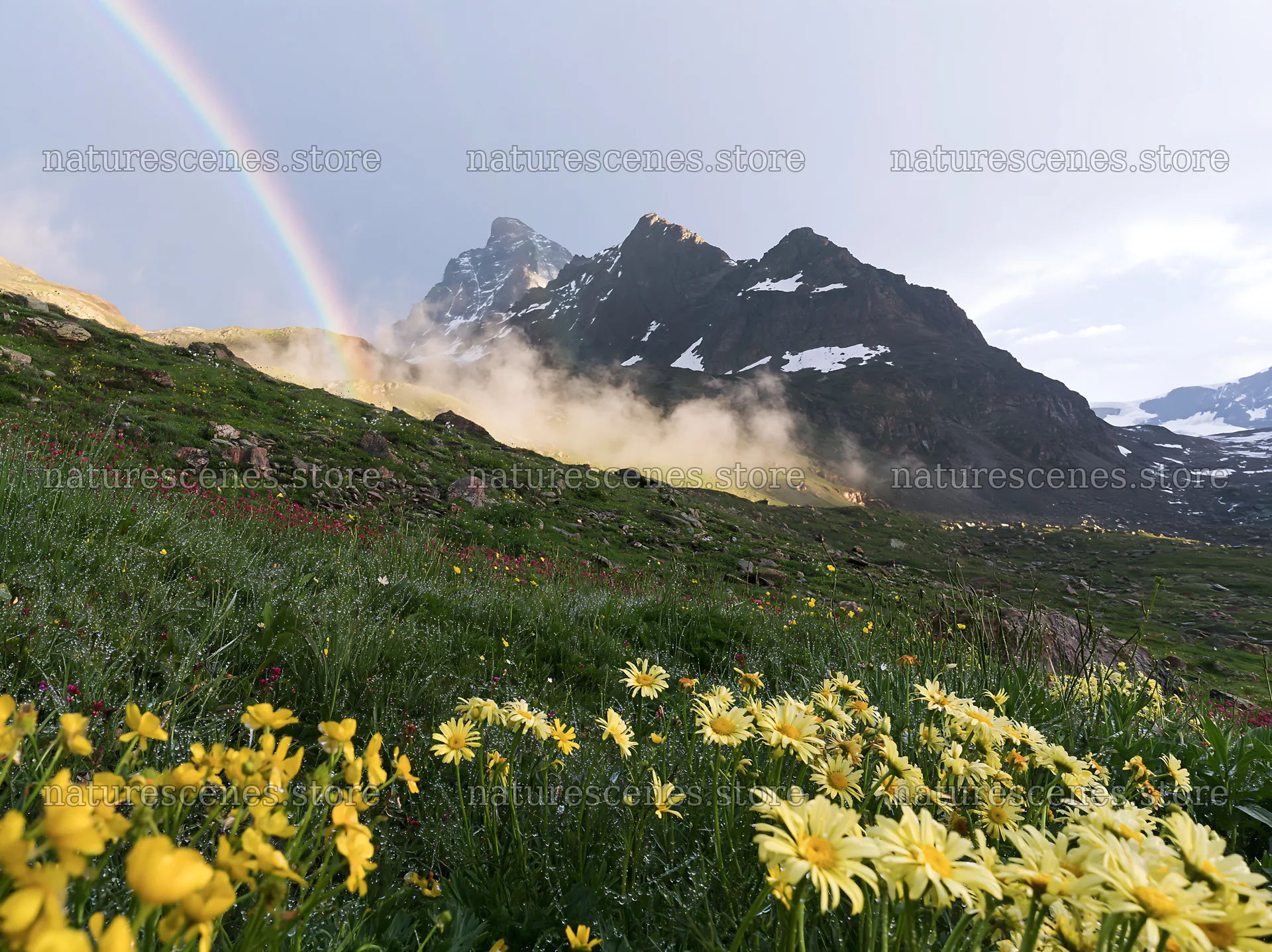 Matterhorn alpine wildflower meadow with rainbow in background – nature scenes 9174x6866