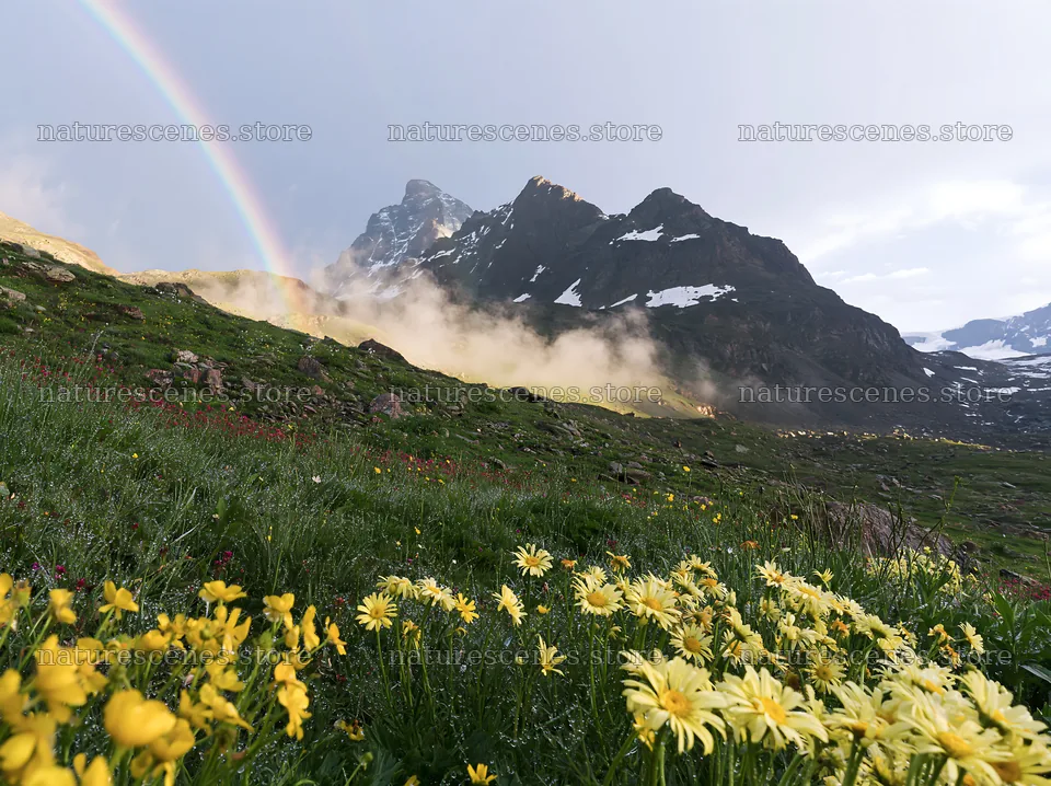 Matterhorn alpine wildflower meadow with rainbow in background – nature scenes 9174x6866