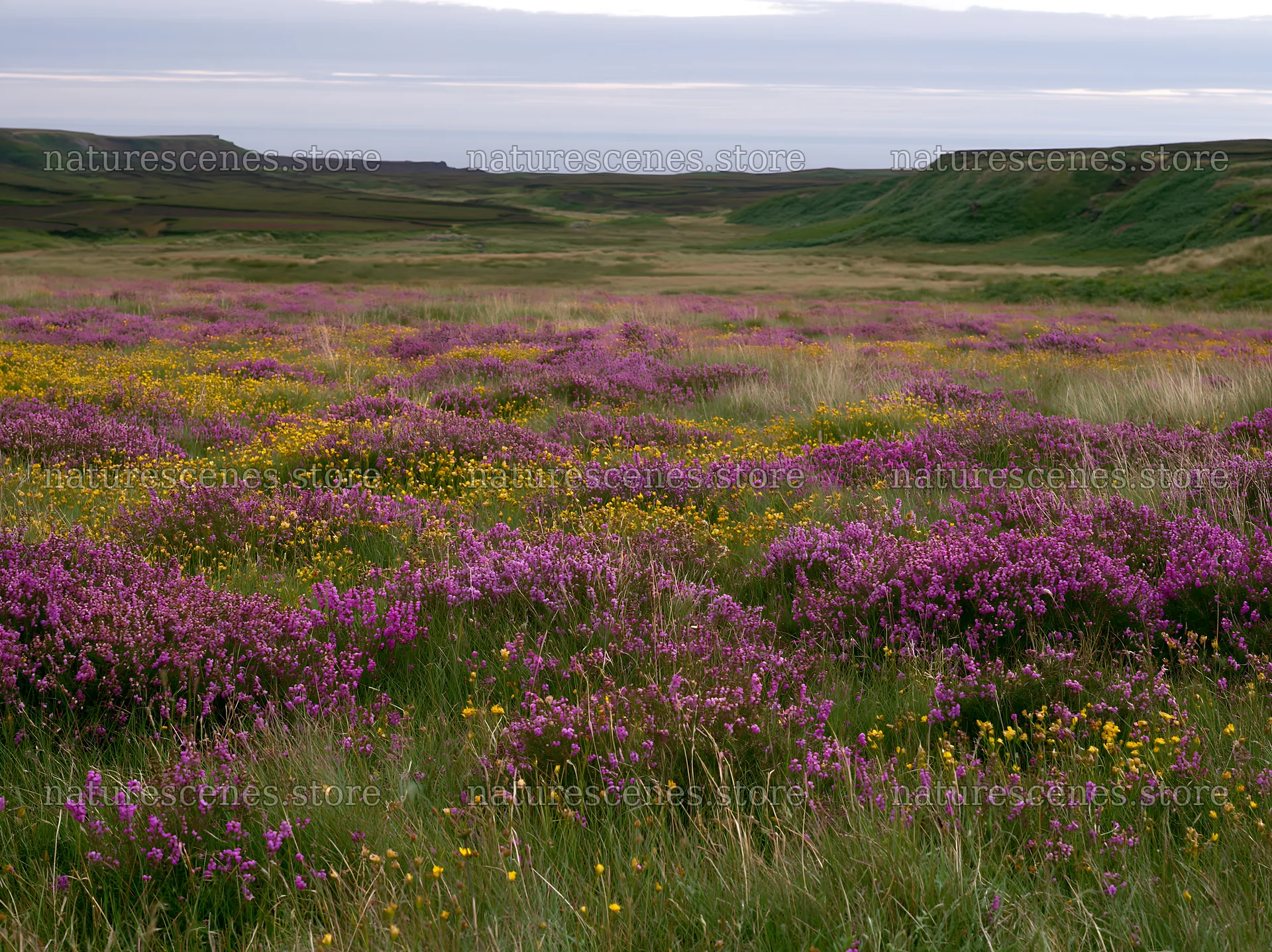 Vibrant flowers cover a meadow near the coast at aurora – nature scenes 9174x6866