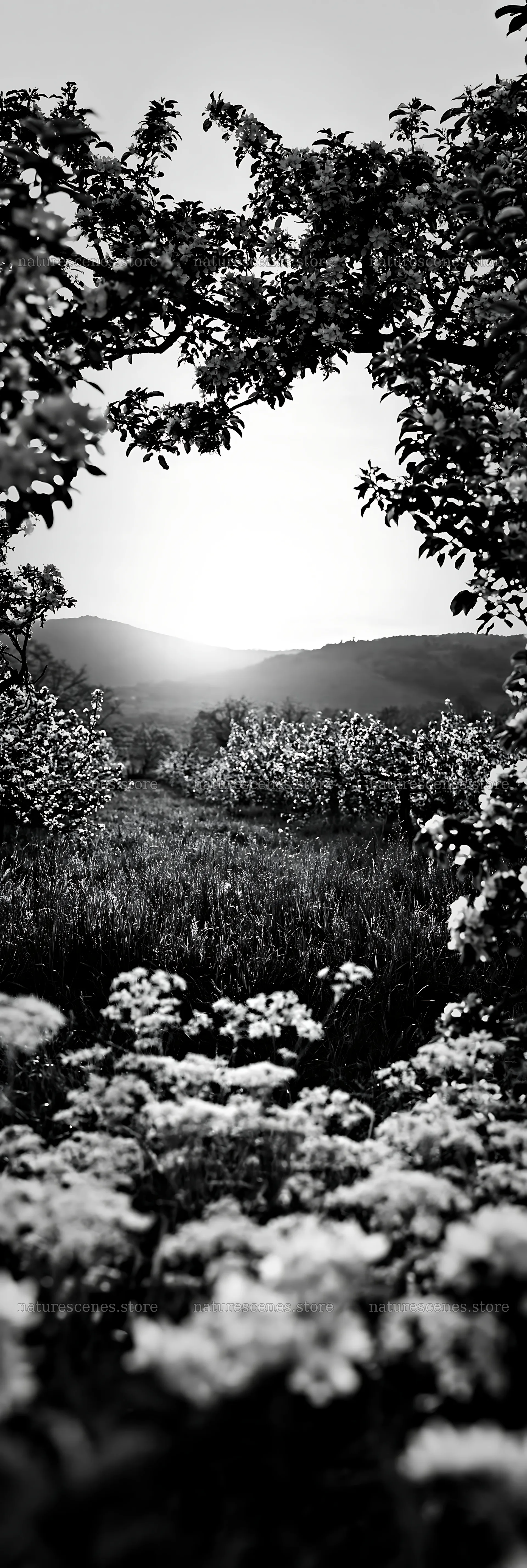 Sunset view through apple trees in a meadow – nature scenes 4602x13690