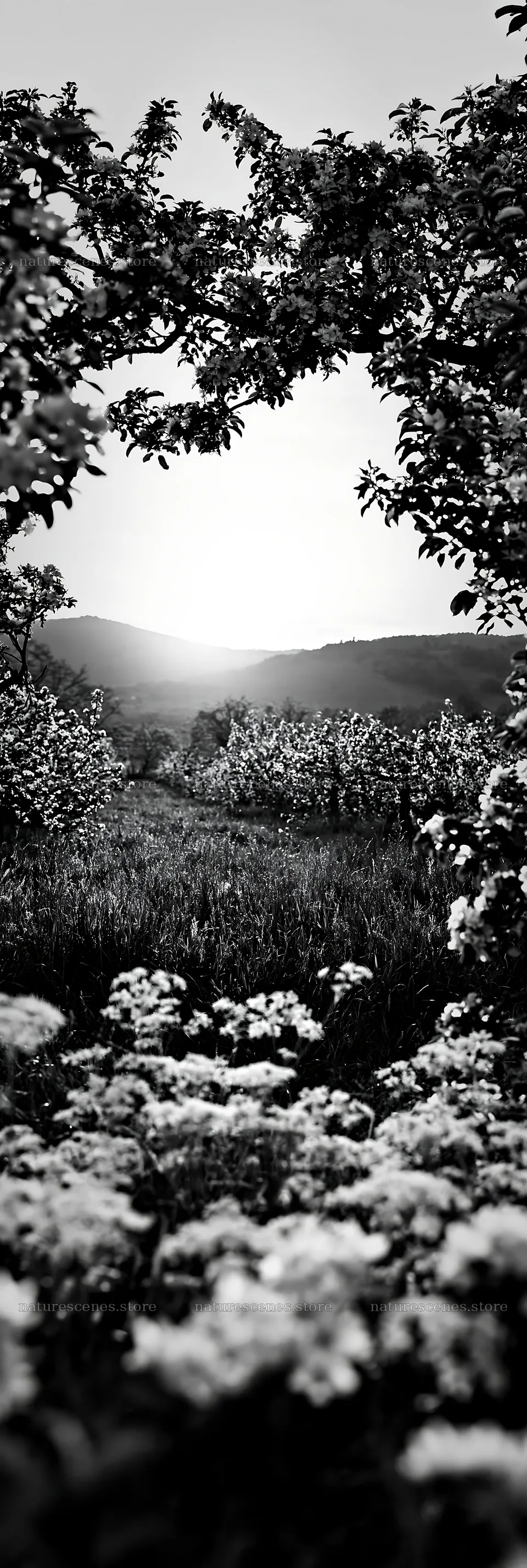 Sunset view through apple trees in a meadow – nature scenes 4602x13690