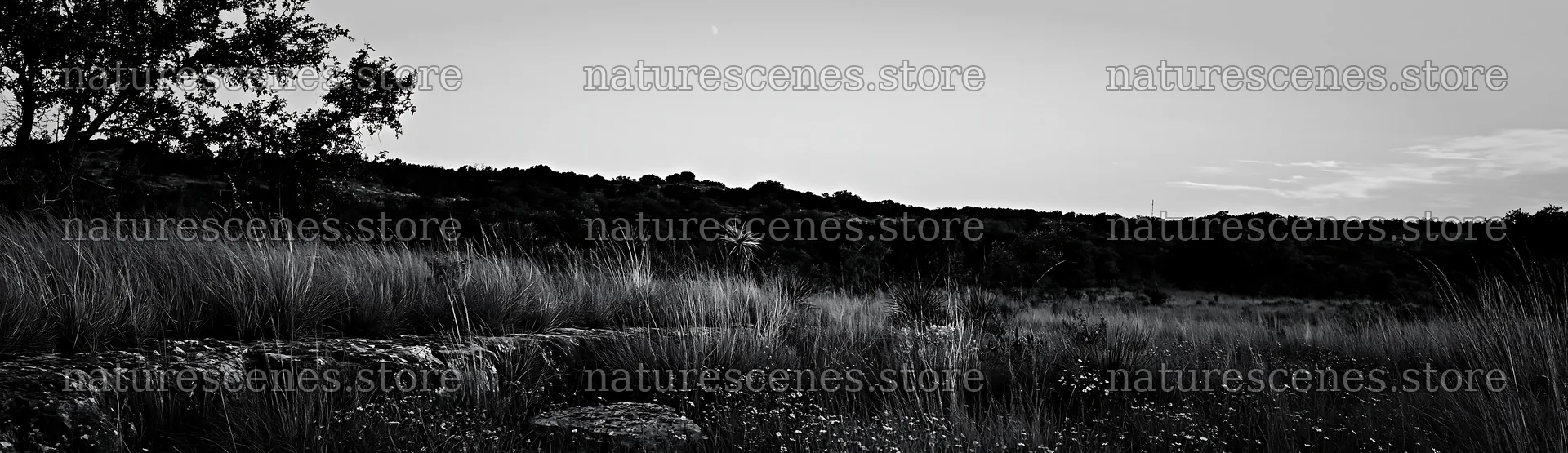Drought-tolerant meadow with plants and stones at sunset – nature scenes 14762x4268