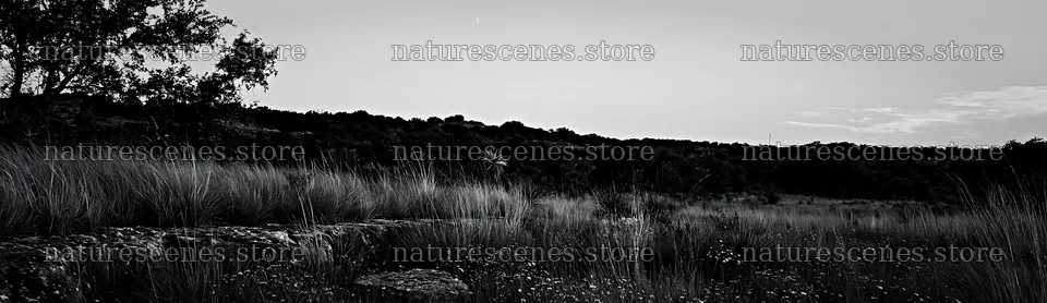 Drought-tolerant meadow with plants and stones at sunset – nature scenes 14762x4268