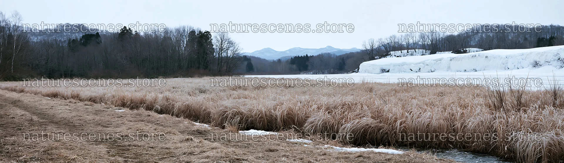 Akita snowmelt meadow with silver grasses in early spring – nature scenes 14762x4268