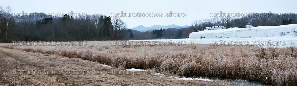 Akita snowmelt meadow with silver grasses in early spring – nature scenes 14762x4268