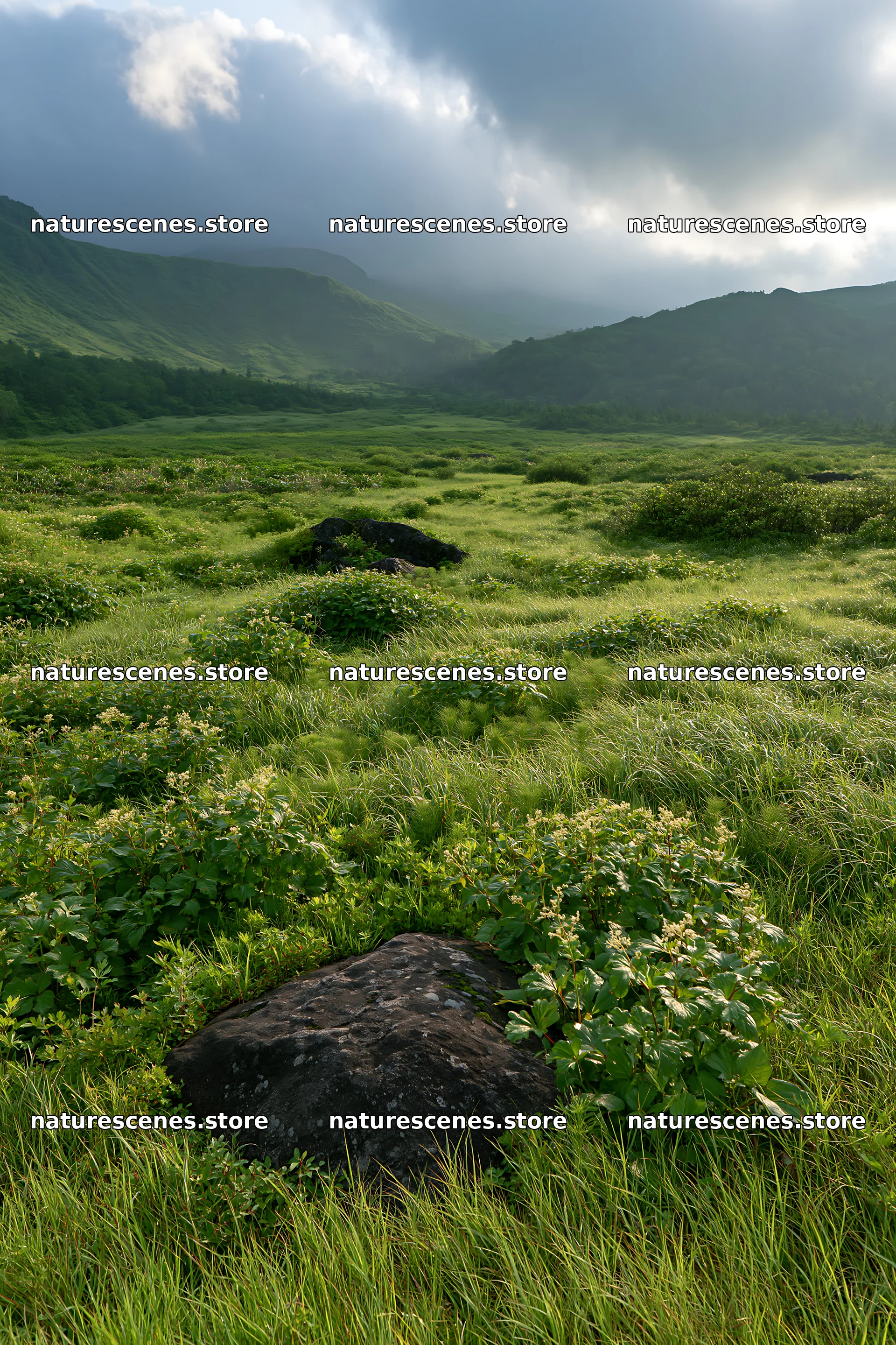 Aomori climate resilient meadow with boulder – nature scenes 6480x9722