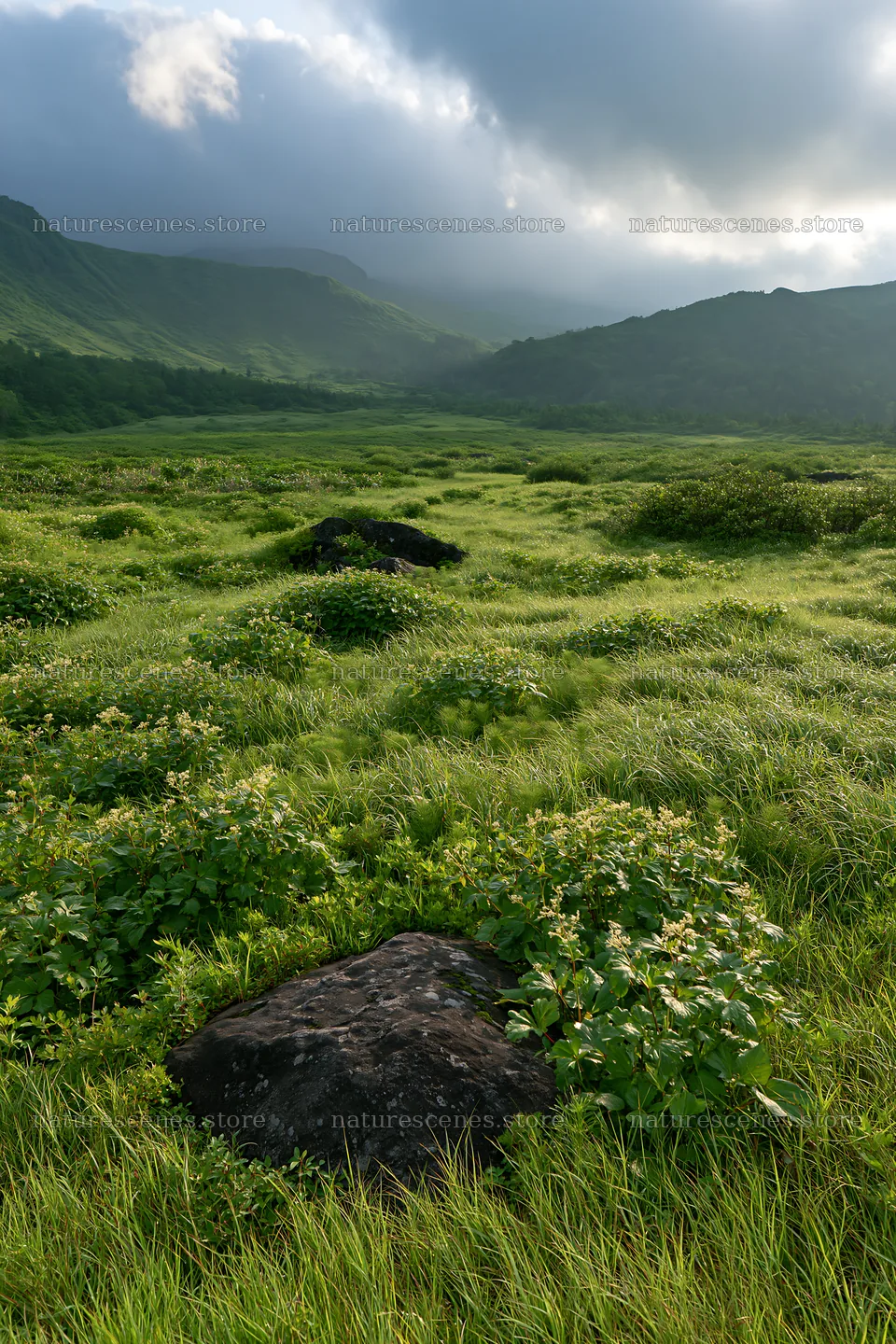 Aomori climate resilient meadow with boulder – nature scenes 6480x9722