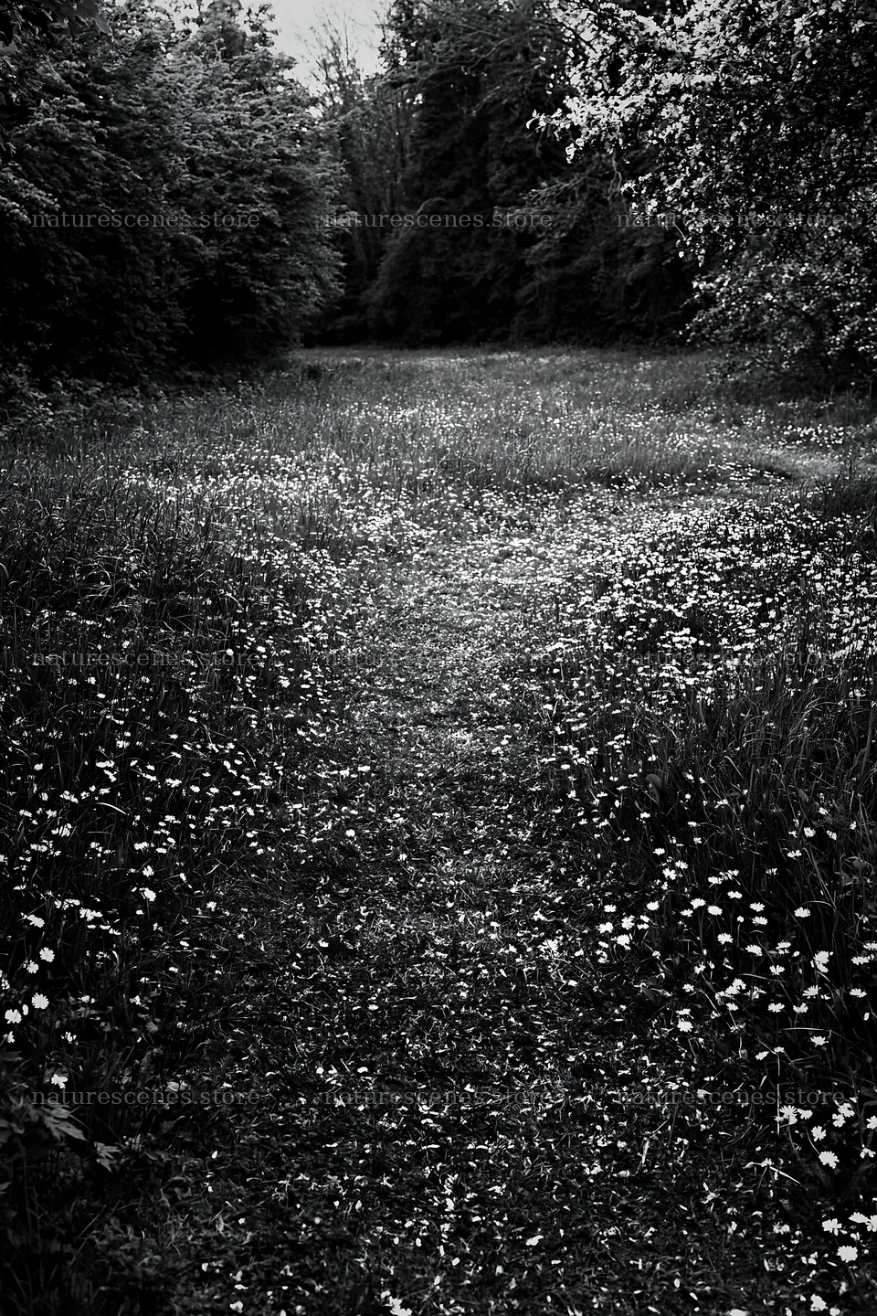 Path through a meadow of daisies and apples – nature scenes 6480x9722