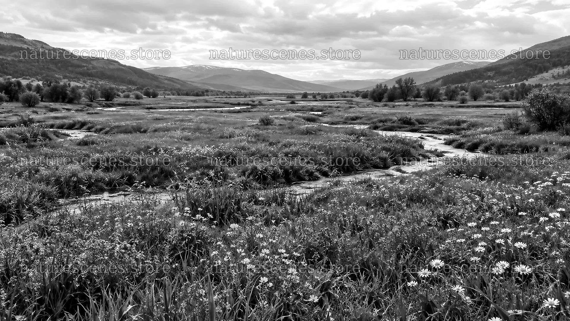 Wildflower Meadow in a Mountain Valley, Monochrome – nature scenes 10324x5812