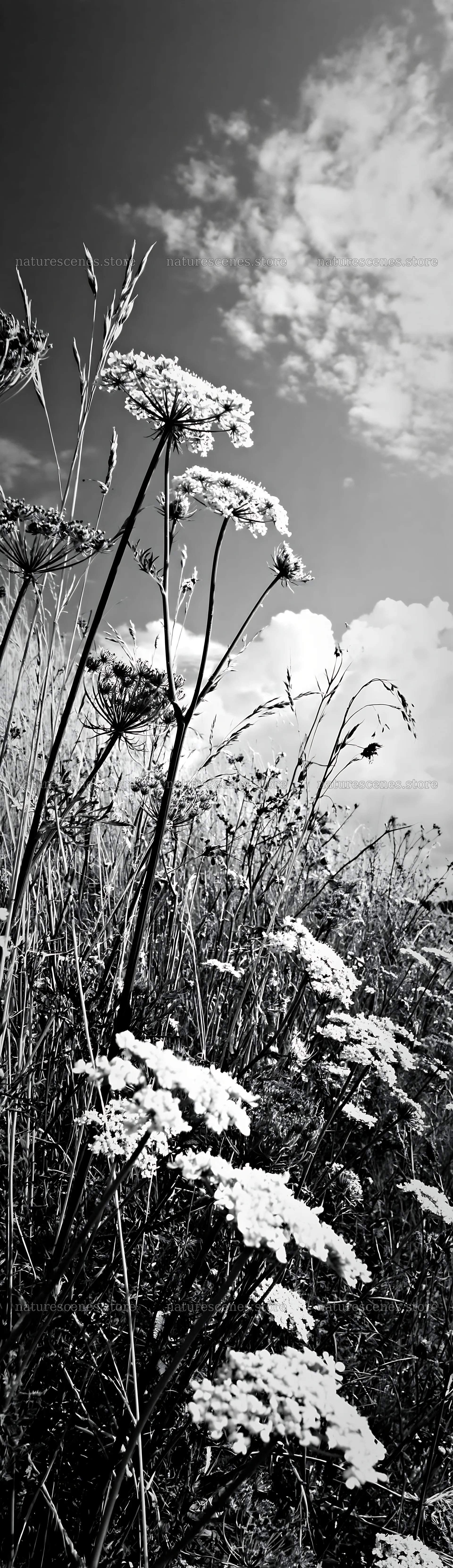 Sunny meadow with umbels under a cloudy sky – nature scenes 4268x14762