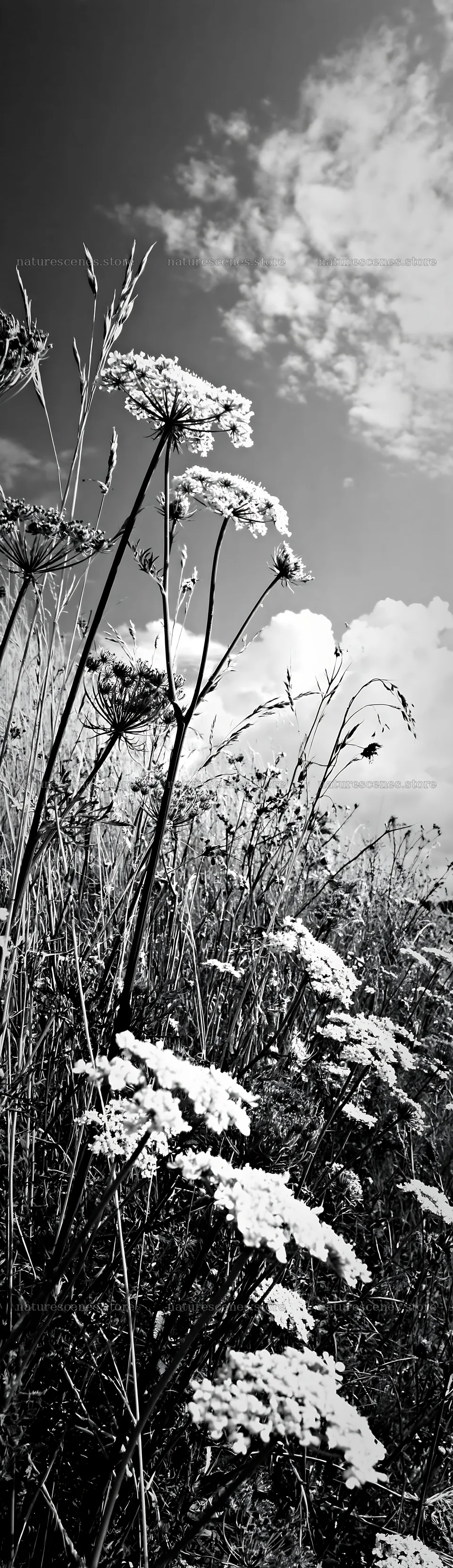 Sunny meadow with umbels under a cloudy sky – nature scenes 4268x14762