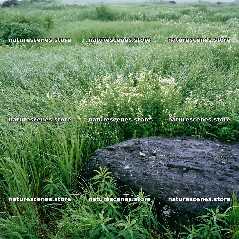 Expansive Hokkaido restoration meadow with dewdrops – nature scenes 7938x7938