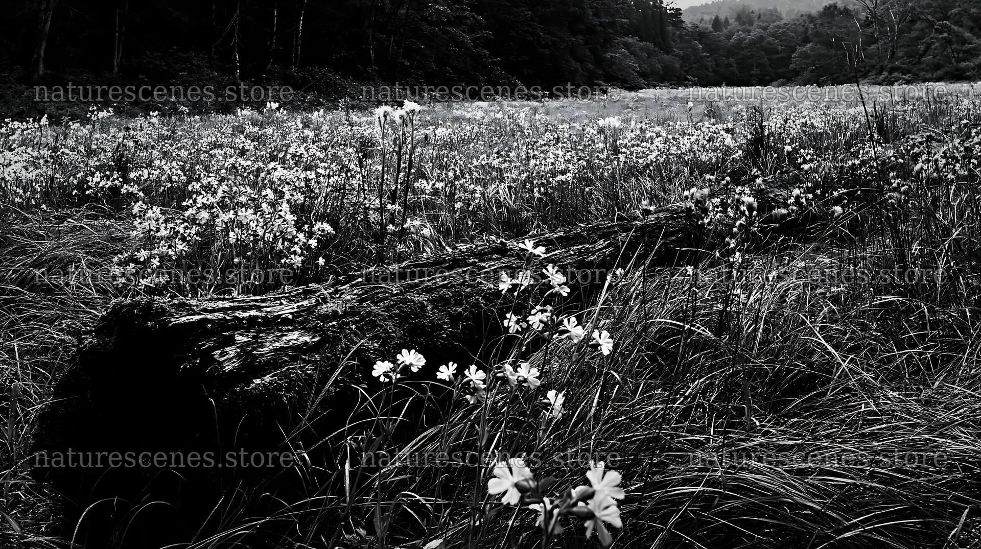 Mossy log in Gifu low carbon meadow with wildflowers – nature scenes 10608x5938