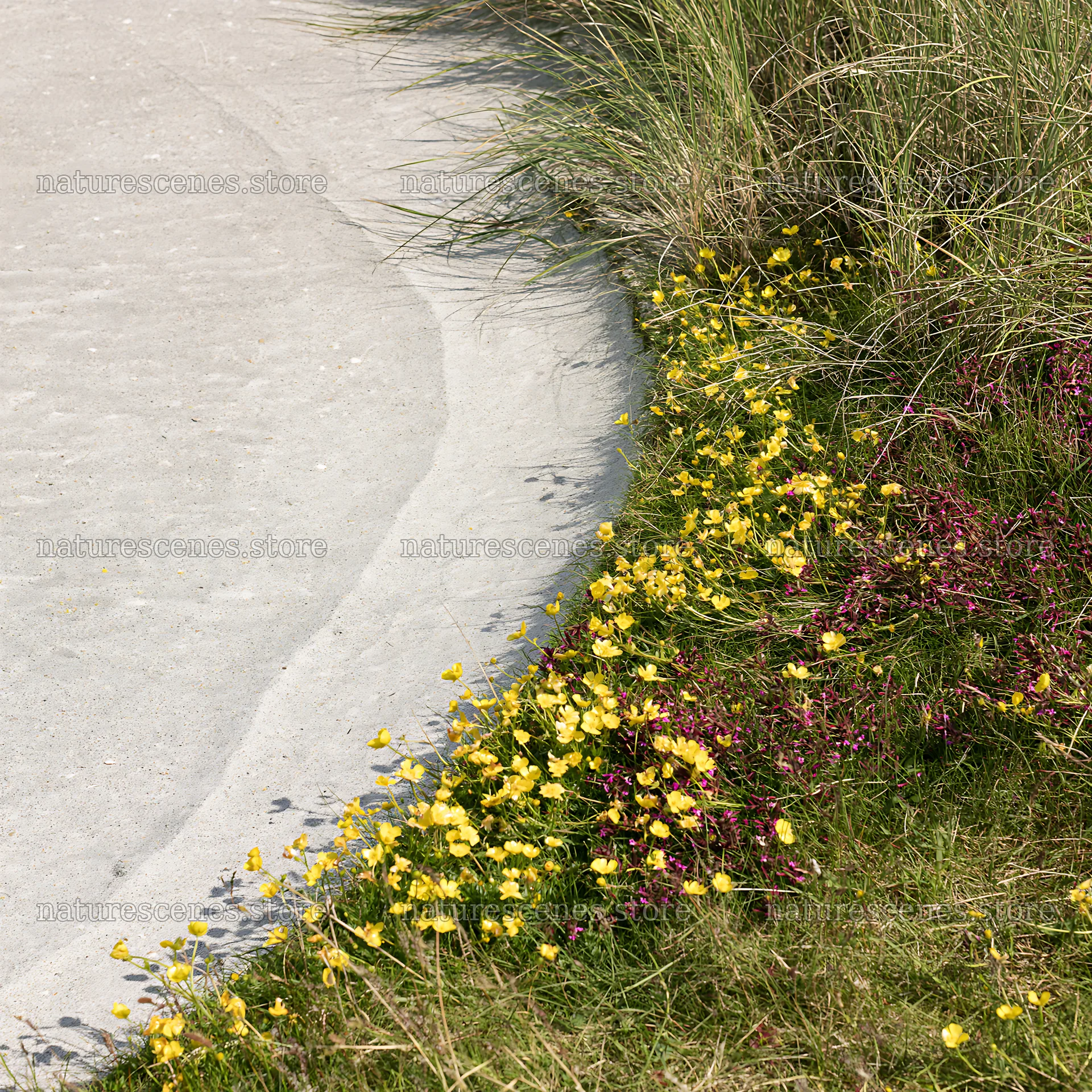 Machair beach meadow with colorful flowers near the shore – nature scenes 7938x7938