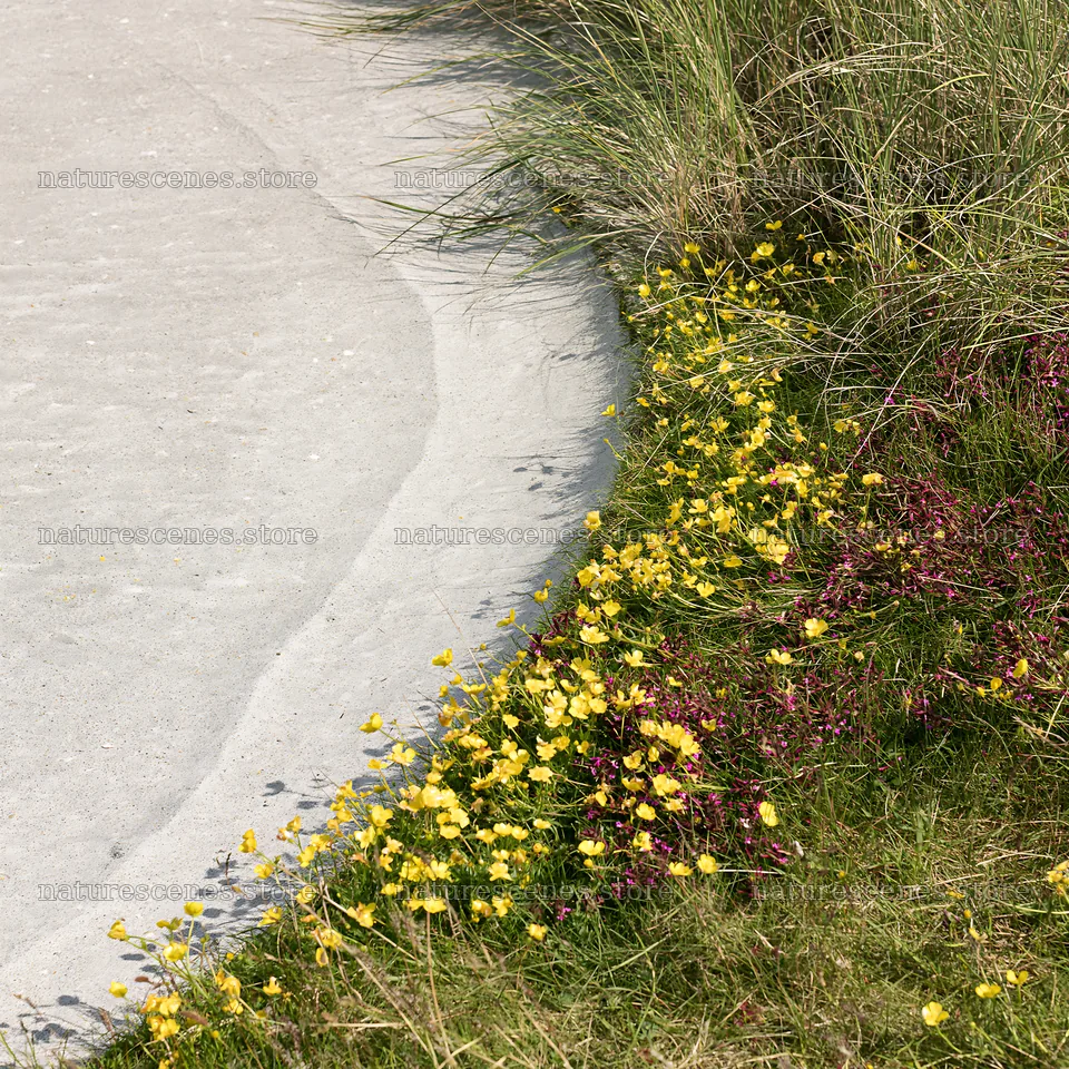 Machair beach meadow with colorful flowers near the shore – nature scenes 7938x7938