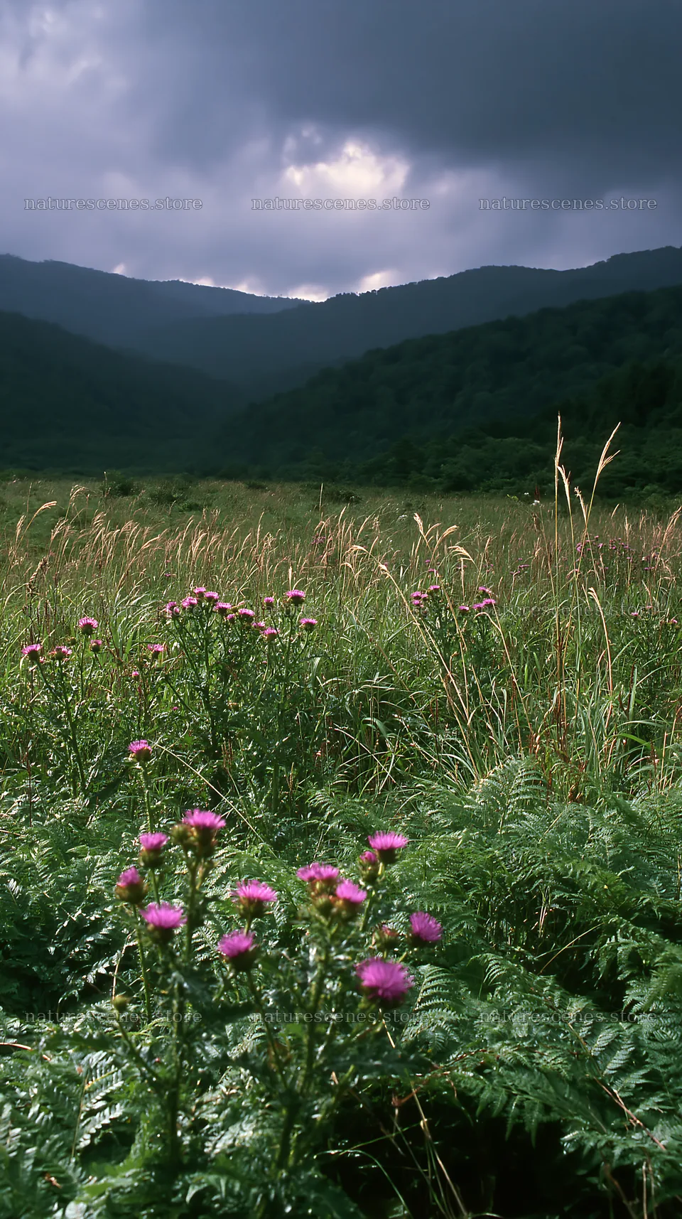 Nara summer meadow with fern foreground and wildflowers – nature scenes 5938x10608