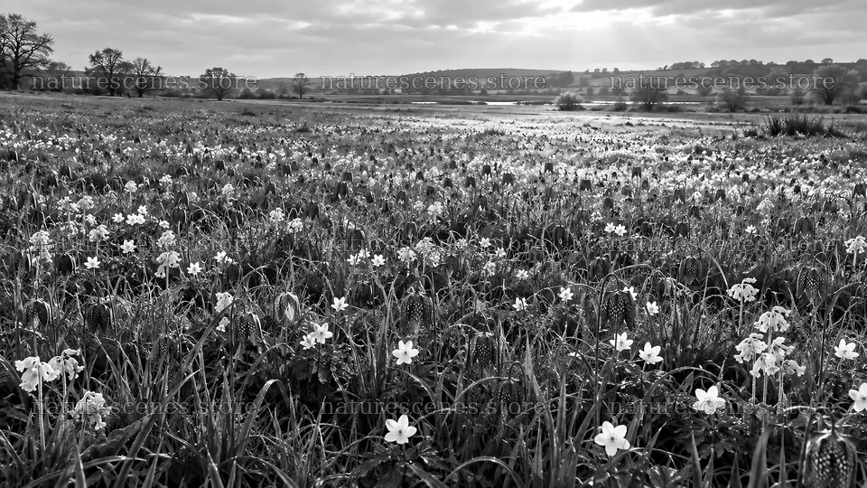 Monochrome Meadow of Spring Bulb Flowers – nature scenes 10324x5812