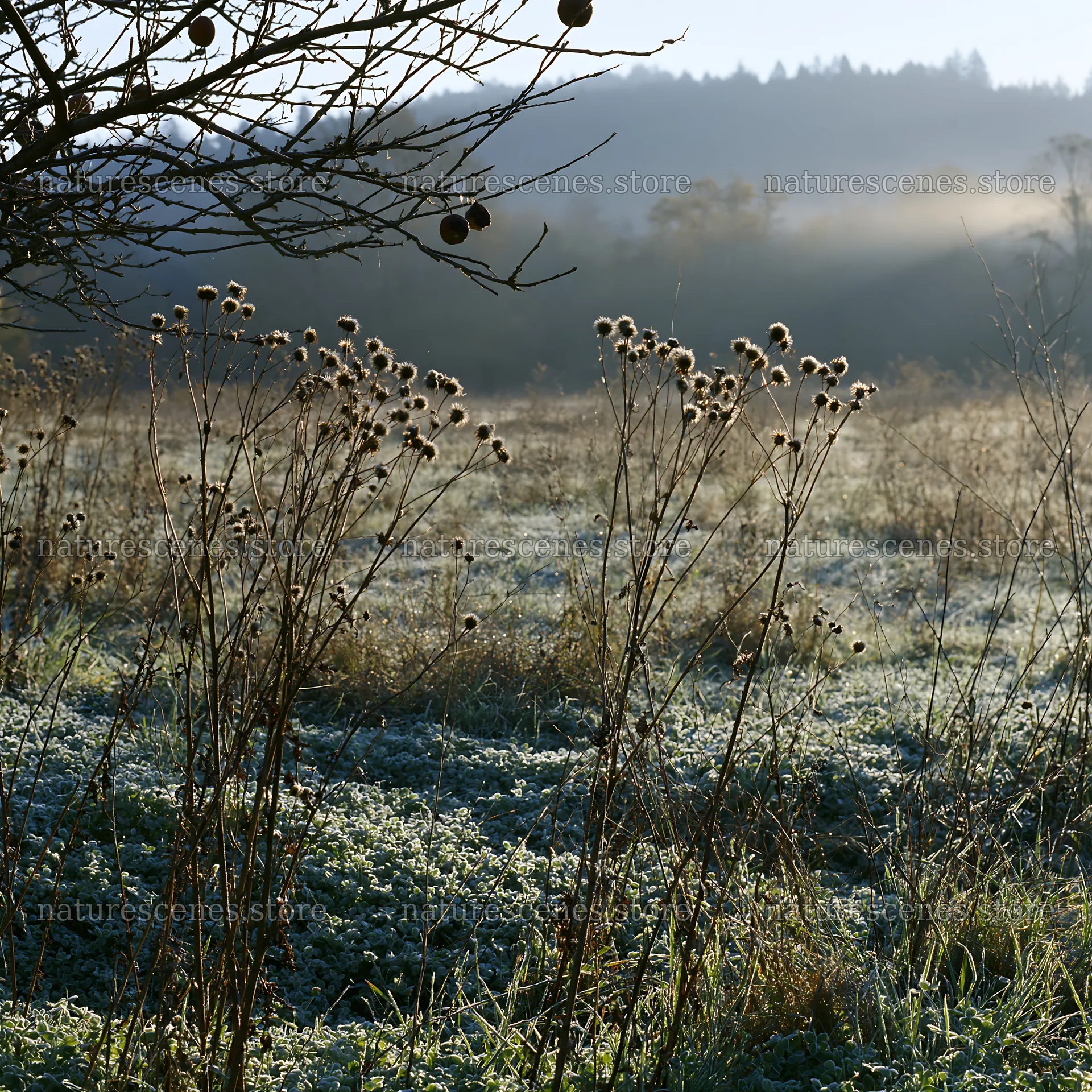 Morning light in a clover apple meadow with frost – nature scenes 7938x7938