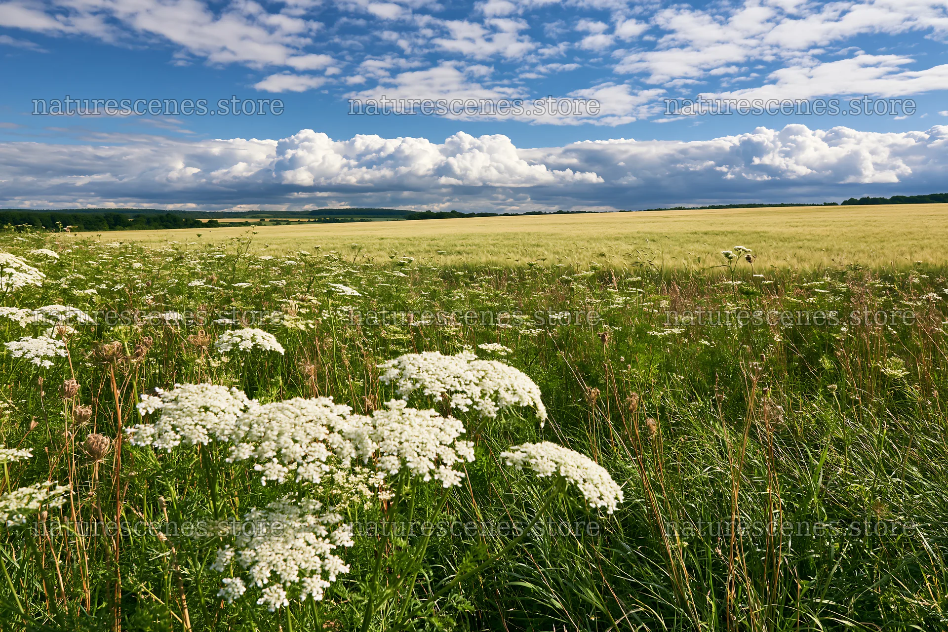 Sunny wild carrot meadow beside a field – nature scenes 9722x6480