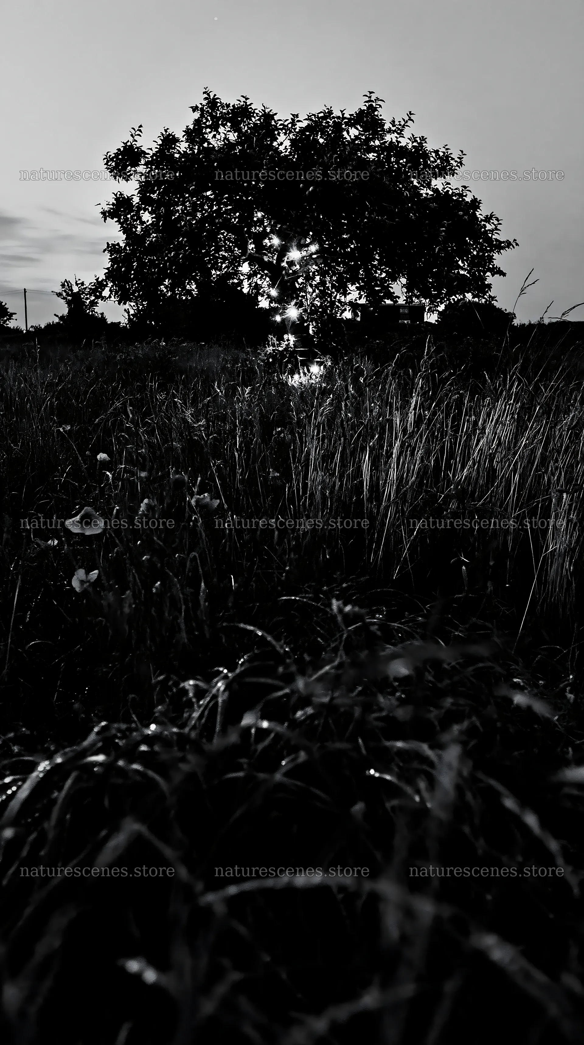 Apple tree in a meadow at dusk with lights shining bright – nature scenes 5938x10608