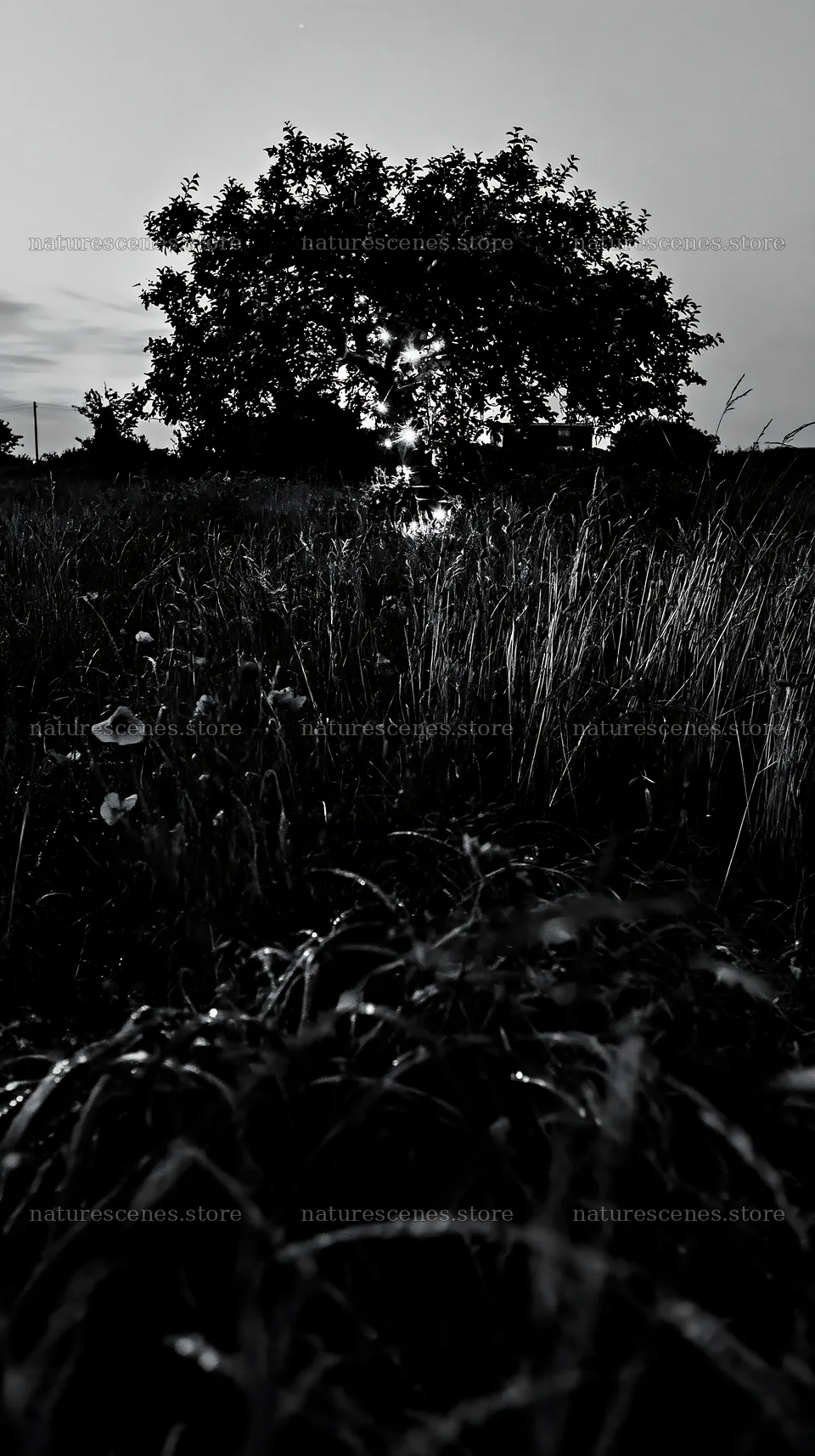 Apple tree in a meadow at dusk with lights shining bright – nature scenes 5938x10608