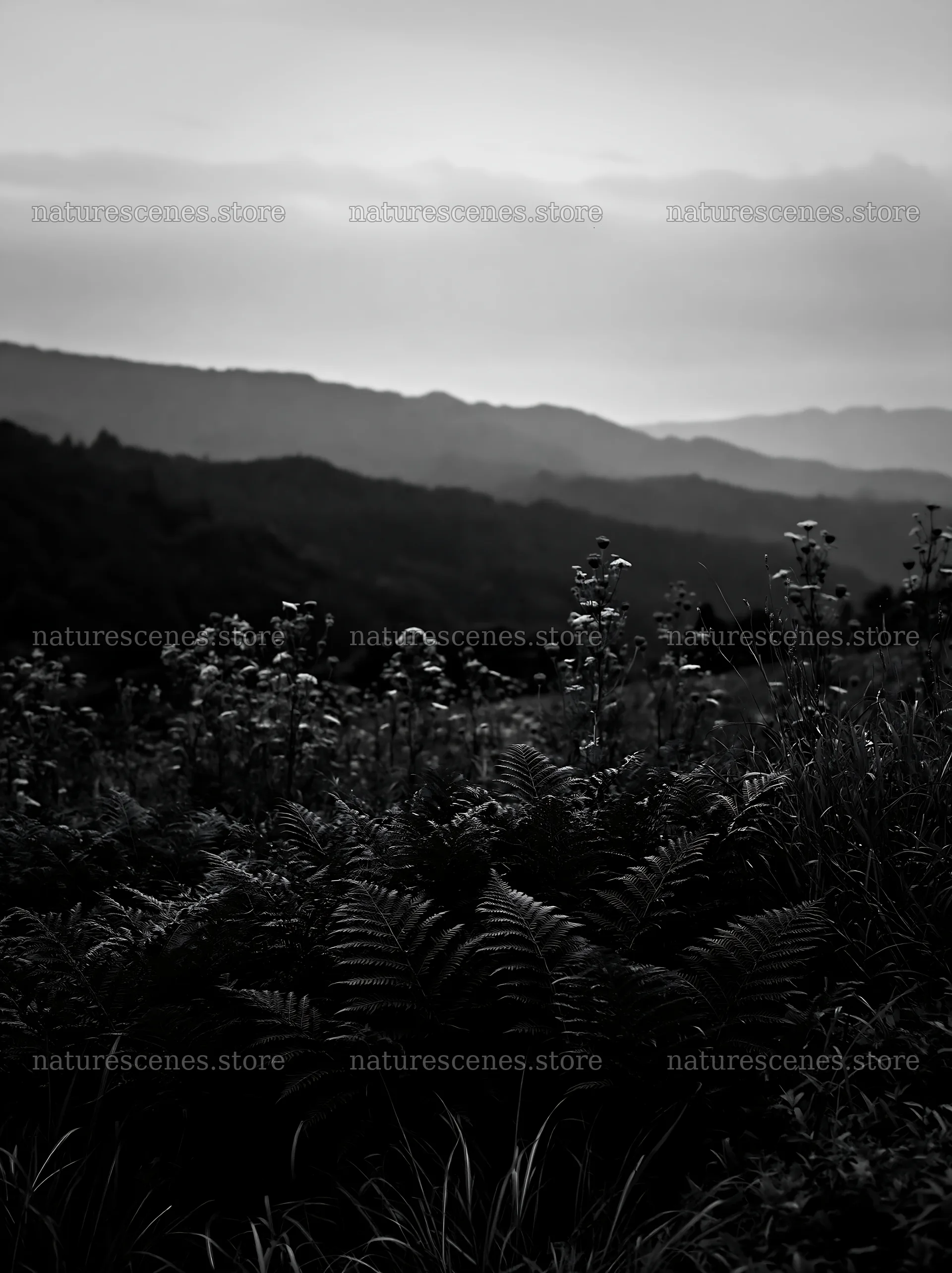 Nara summer meadow with fern foreground at dusk – nature scenes 6866x9174
