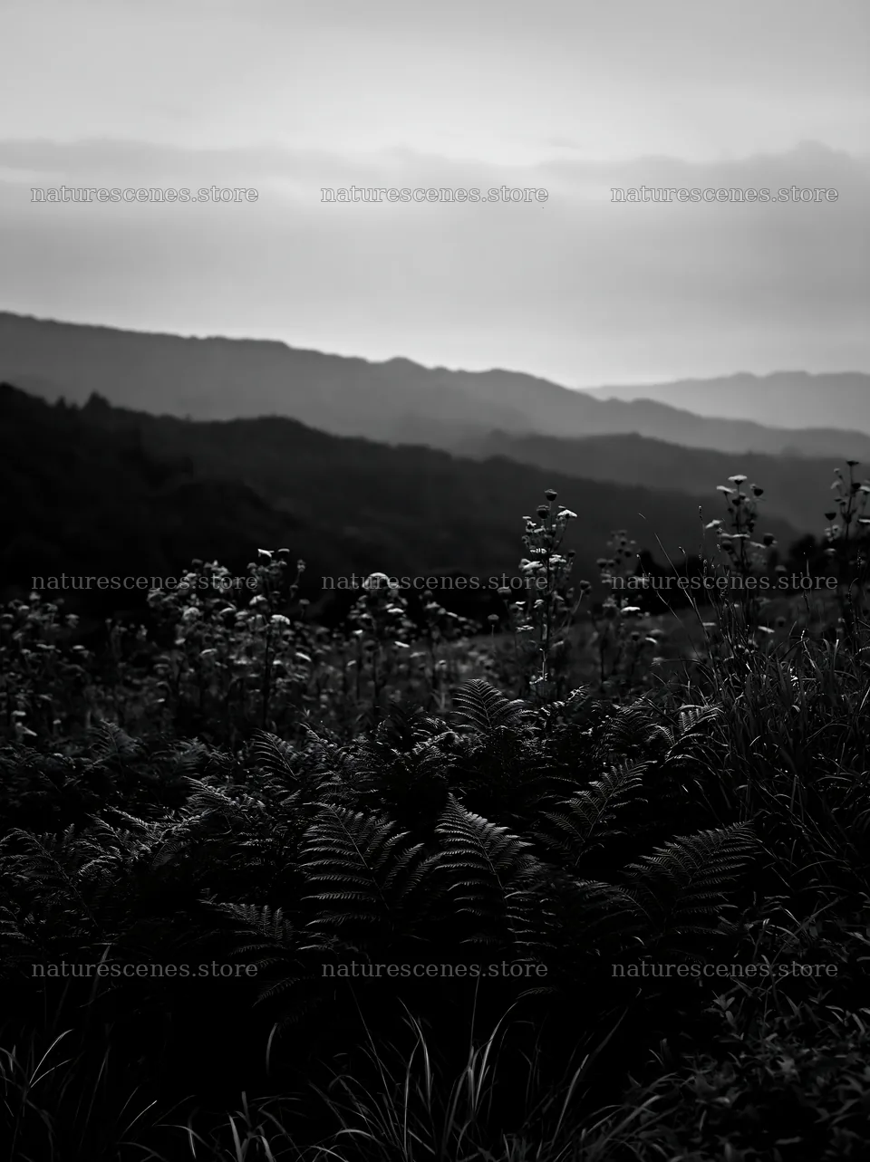 Nara summer meadow with fern foreground at dusk – nature scenes 6866x9174