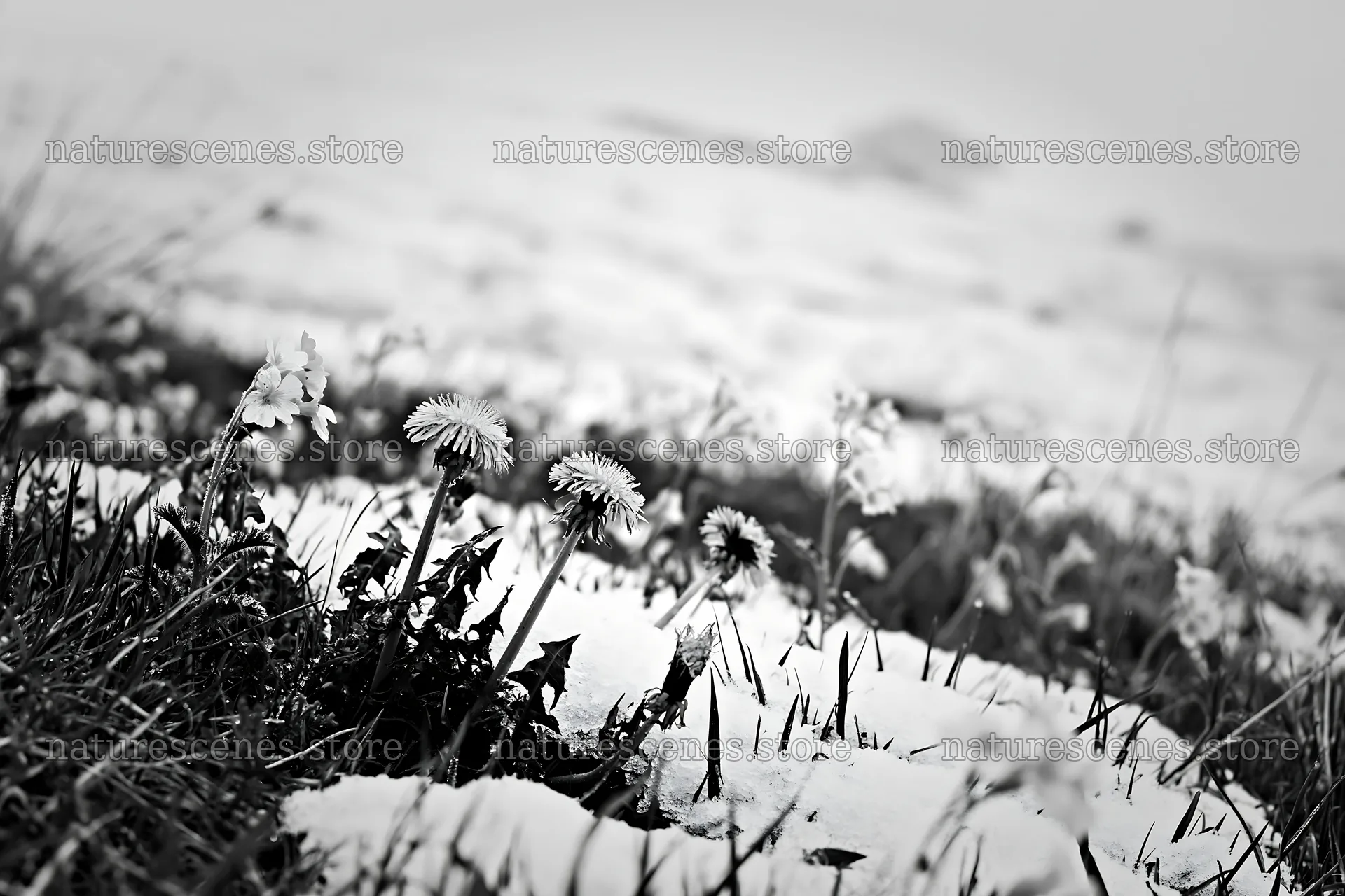 Meadow whiteout with yellow flowers emerging through snow – nature scenes 9722x6480