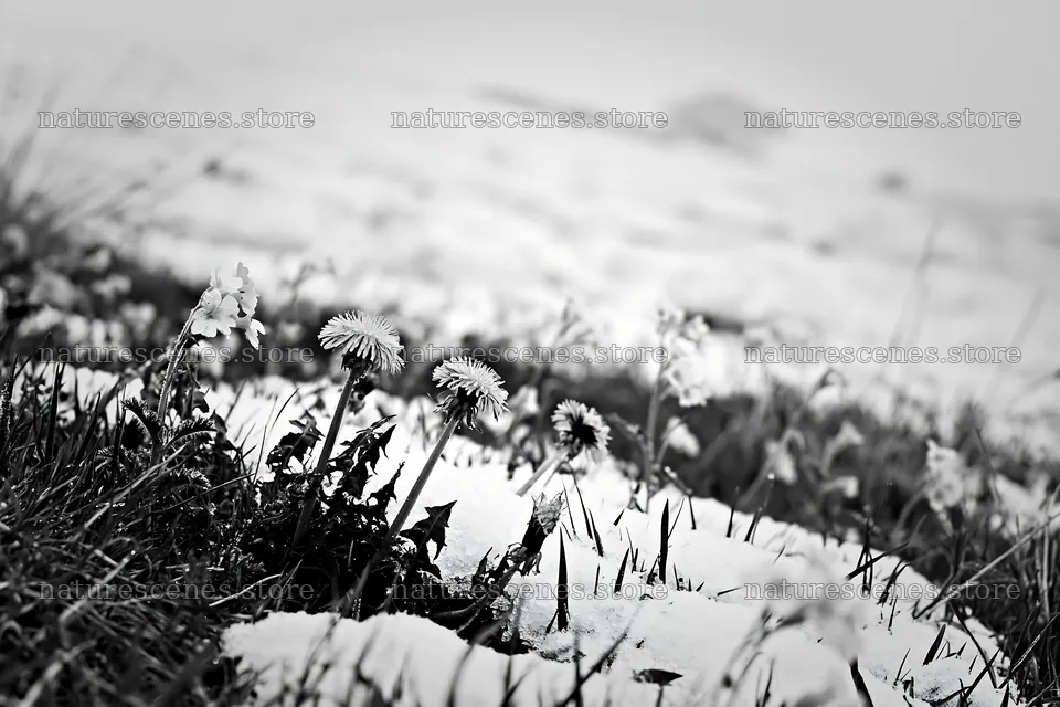 Meadow whiteout with yellow flowers emerging through snow – nature scenes 9722x6480