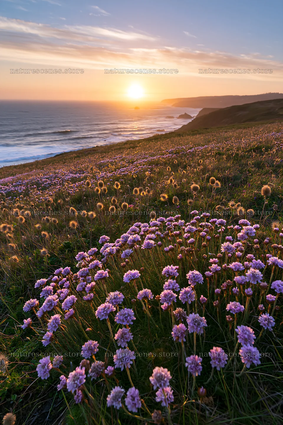 Purple flowers in Portuguese meadow above Atlantic coast at sunset – nature scenes 6480x9722