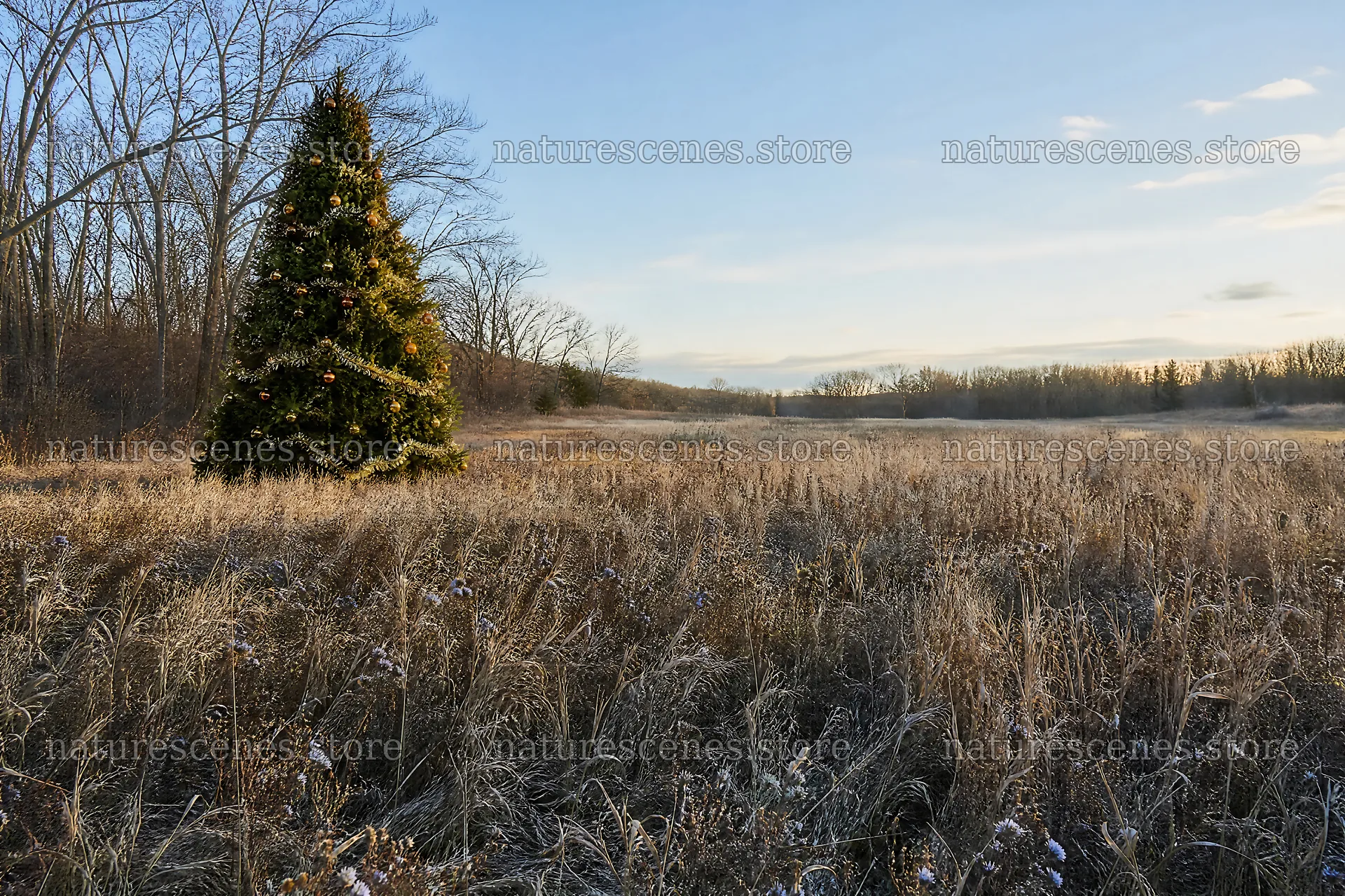 Vibrant Christmas tree in meadow under winter sunlight – nature scenes 9722x6480