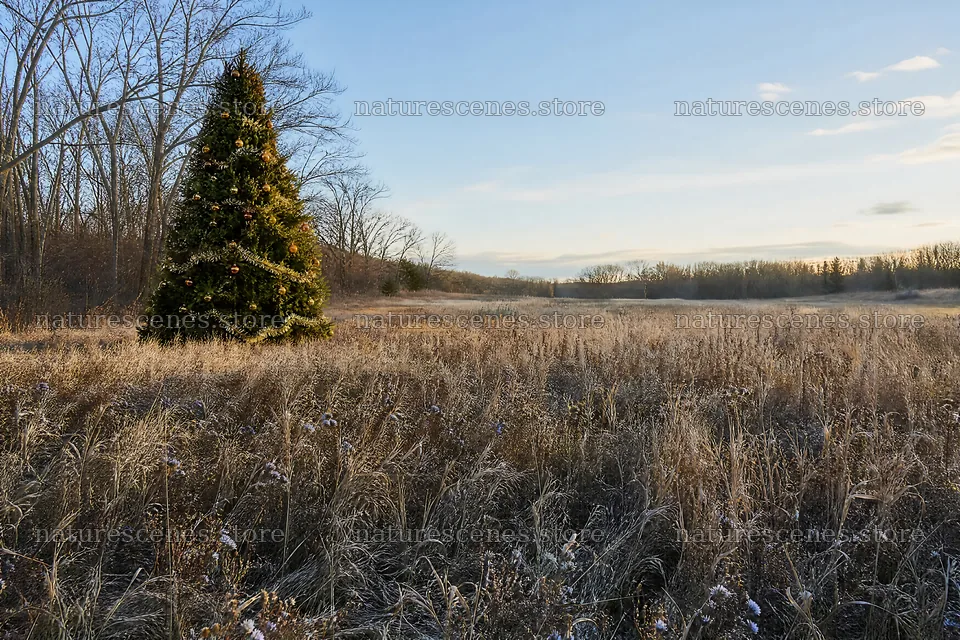 Vibrant Christmas tree in meadow under winter sunlight – nature scenes 9722x6480