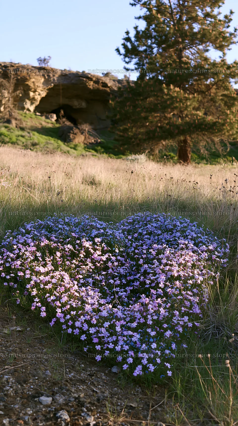 Christmas tree near cave in meadow with flowers – nature scenes 5938x10608