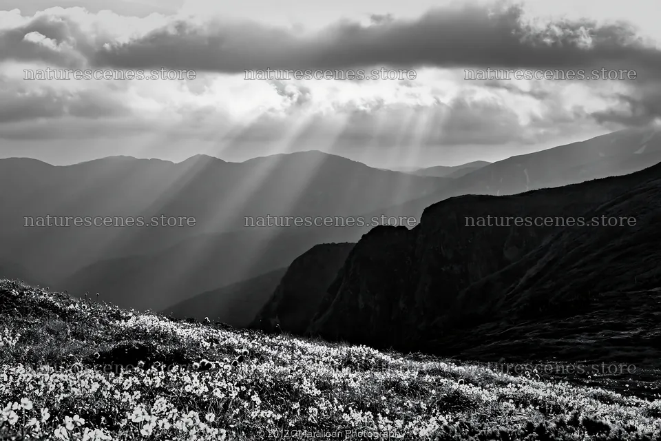 Daisetsuzan alpine meadow with light rays and mountains – nature scenes 9722x6480