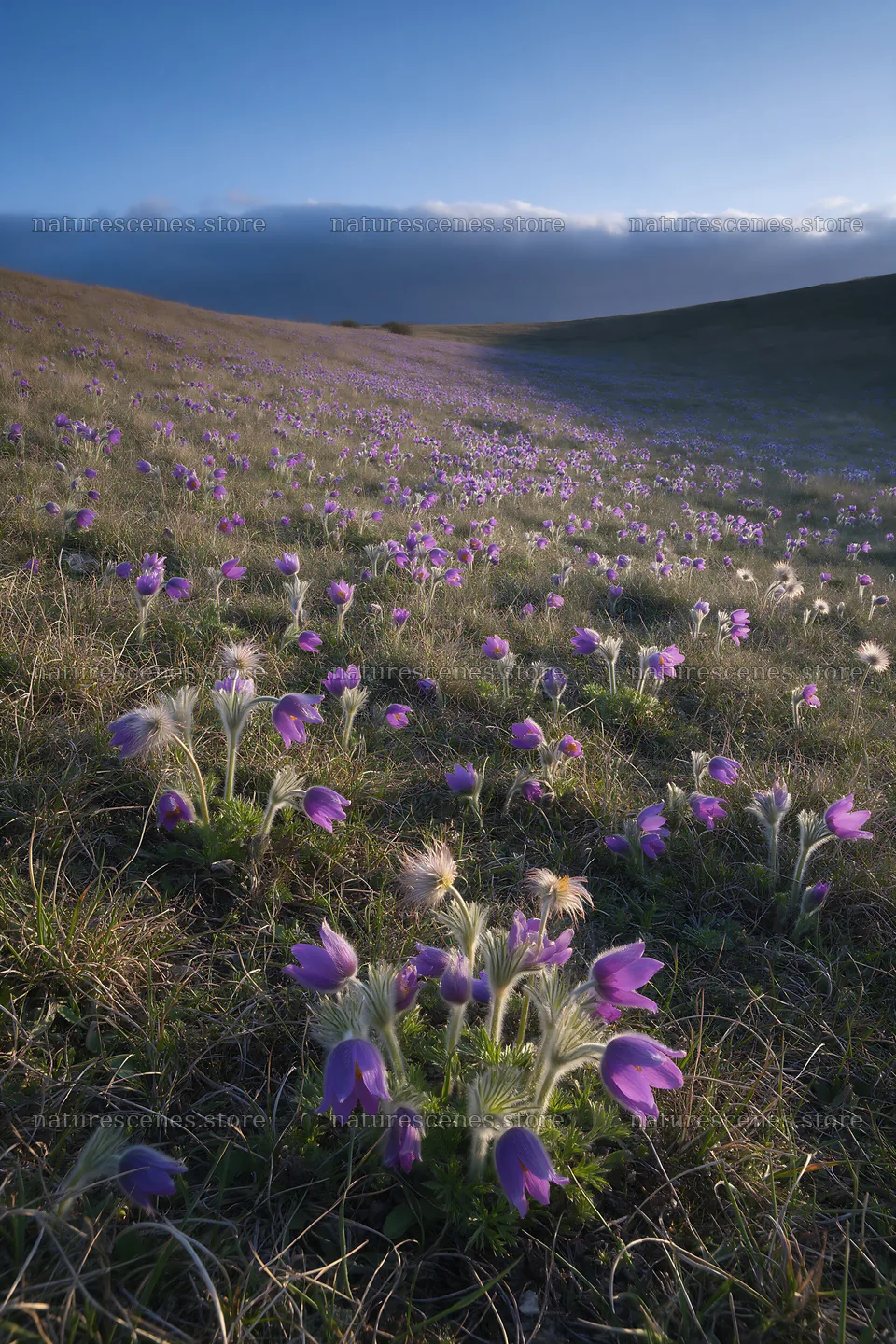 Violet flowers bloom in a sunny chalk meadow landscape – nature scenes 6480x9722