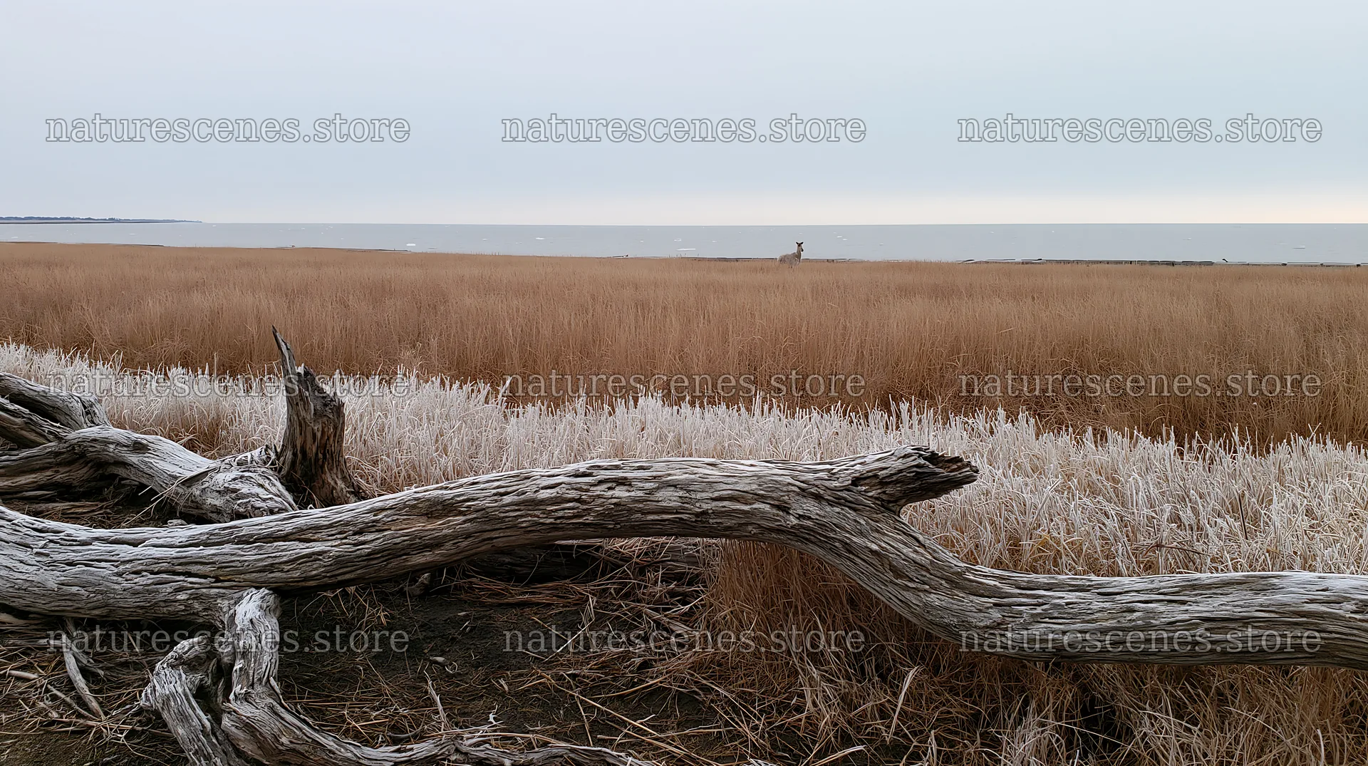 Chiba coastal climate meadow with driftwood in foreground – nature scenes 10608x5938