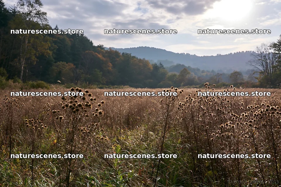 Iwate rain refreshed meadow seedhead foreground – nature scenes 9722x6480