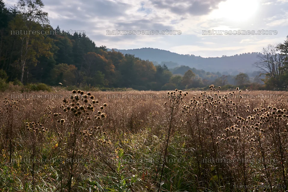 Iwate rain refreshed meadow seedhead foreground – nature scenes 9722x6480