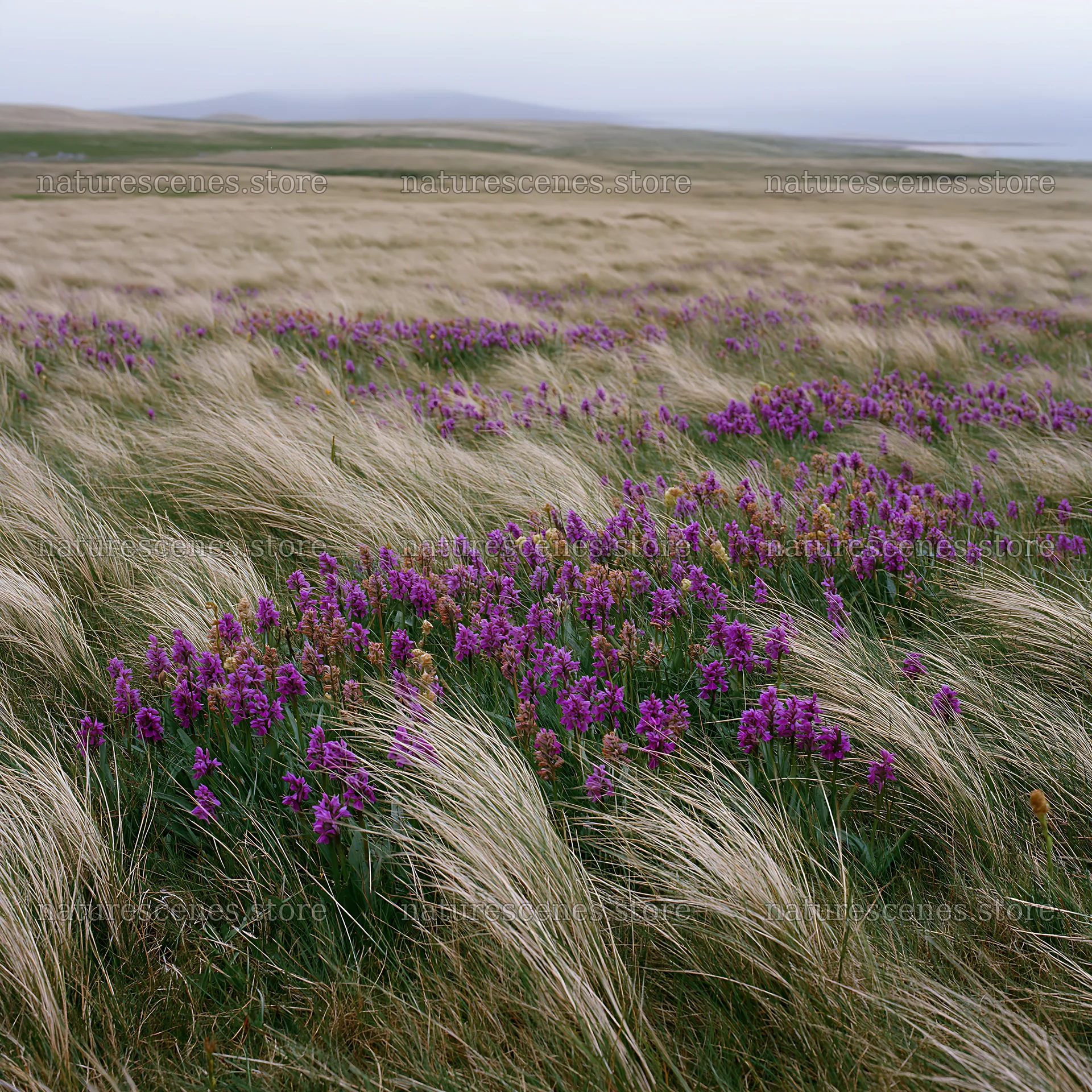 Wild orchid meadow in grassland during overcast day – nature scenes 7938x7938