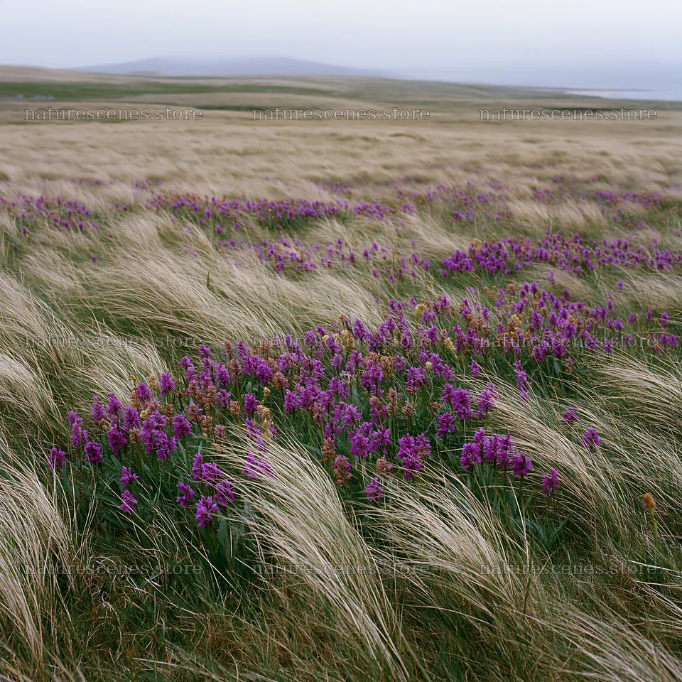 Wild orchid meadow in grassland during overcast day – nature scenes 7938x7938