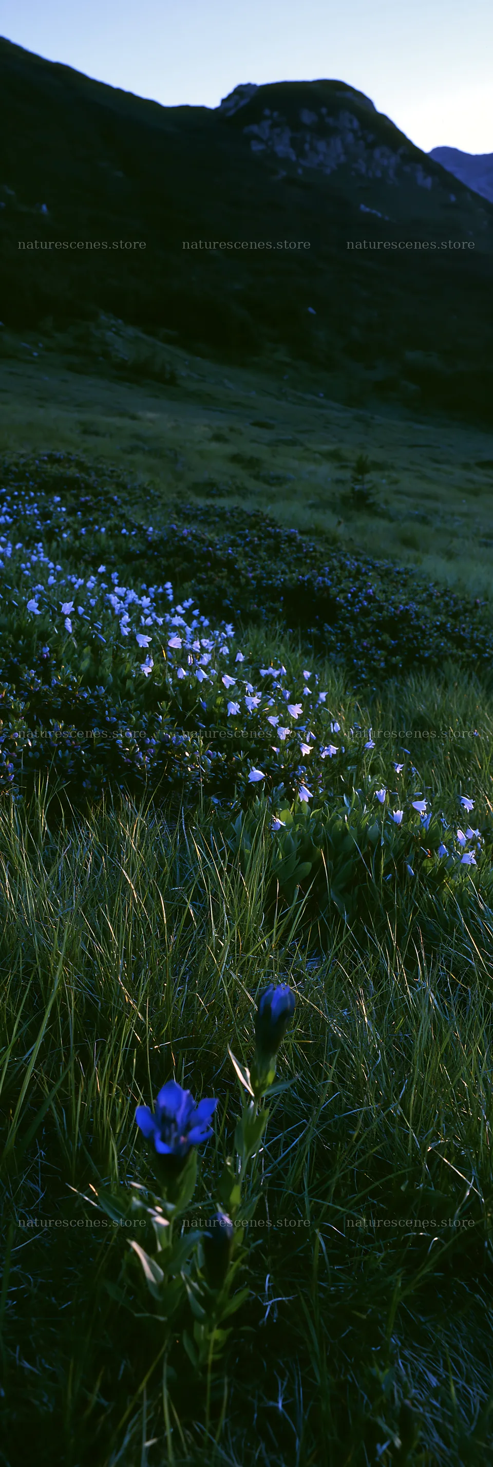 Biodiverse meadow with flowers and grass in natural setting – nature scenes 4602x13690
