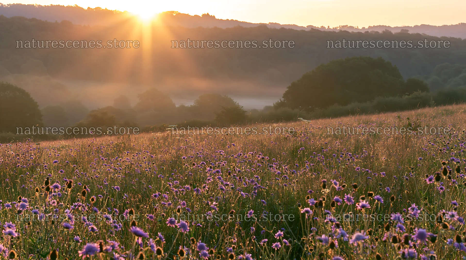 Meadow with knapweed at sunrise – nature scenes 10608x5938
