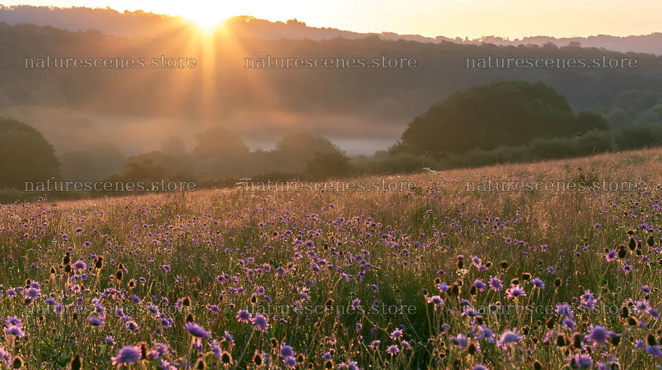 Meadow with knapweed at sunrise – nature scenes 10608x5938
