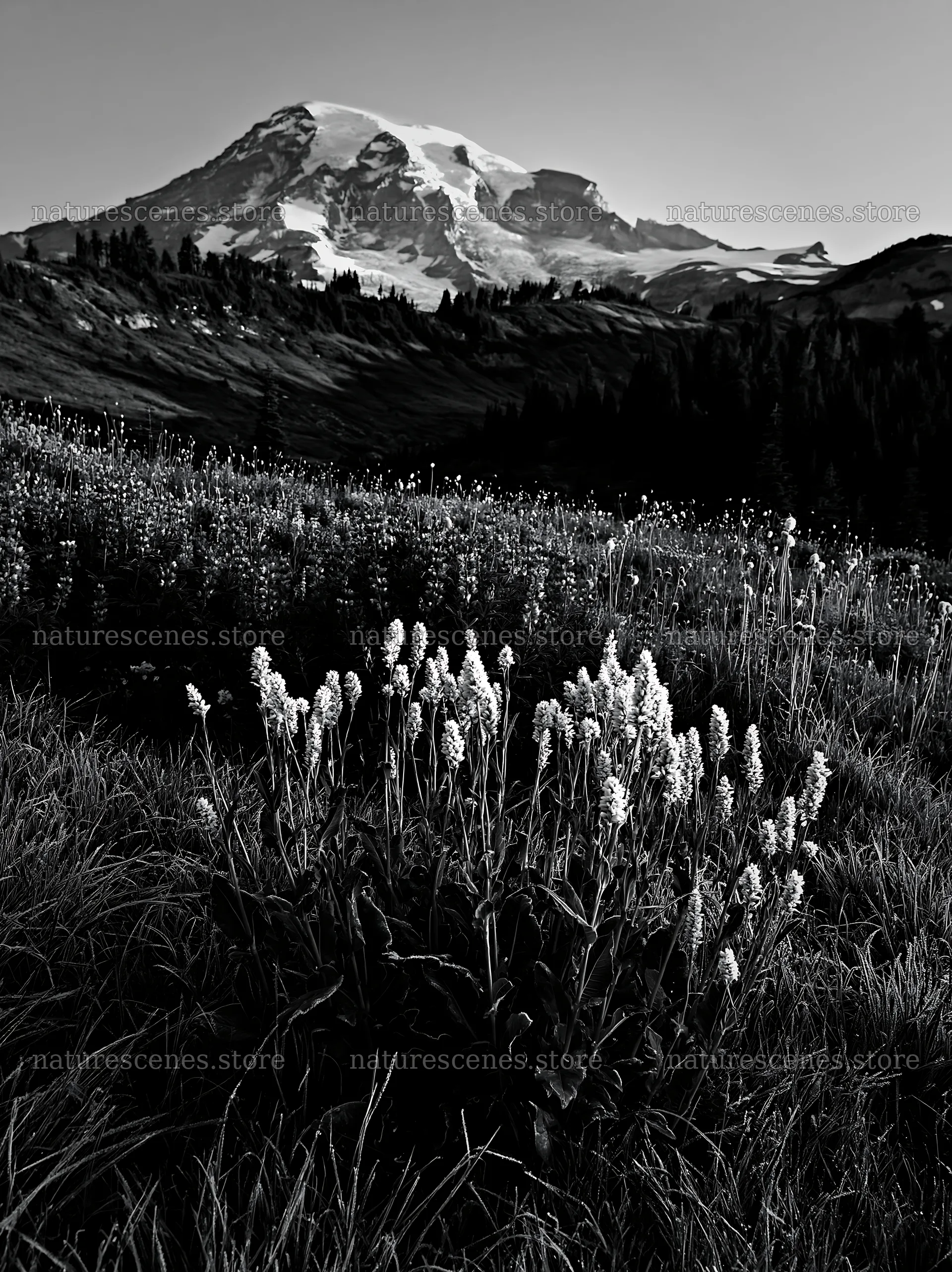 Mount Rainier wildflower meadow at sunrise – nature scenes 6866x9174