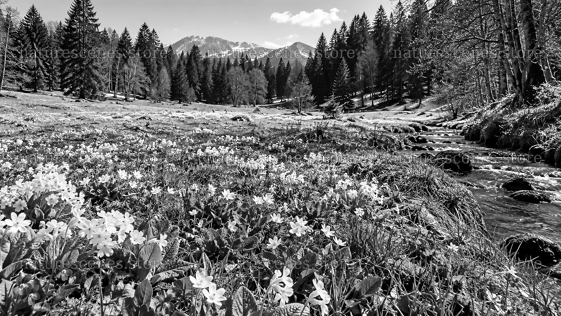 Monochrome Forest Meadow with Stream and Mountains – nature scenes 10324x5812