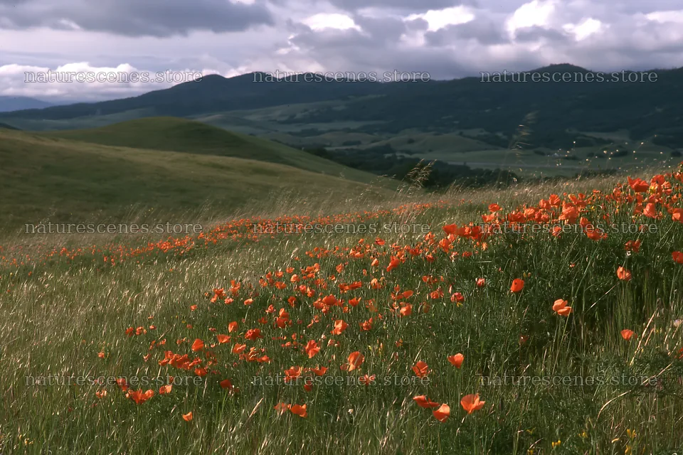 Cloudy foothill meadow with orange flowers and green grass – nature scenes 9722x6480