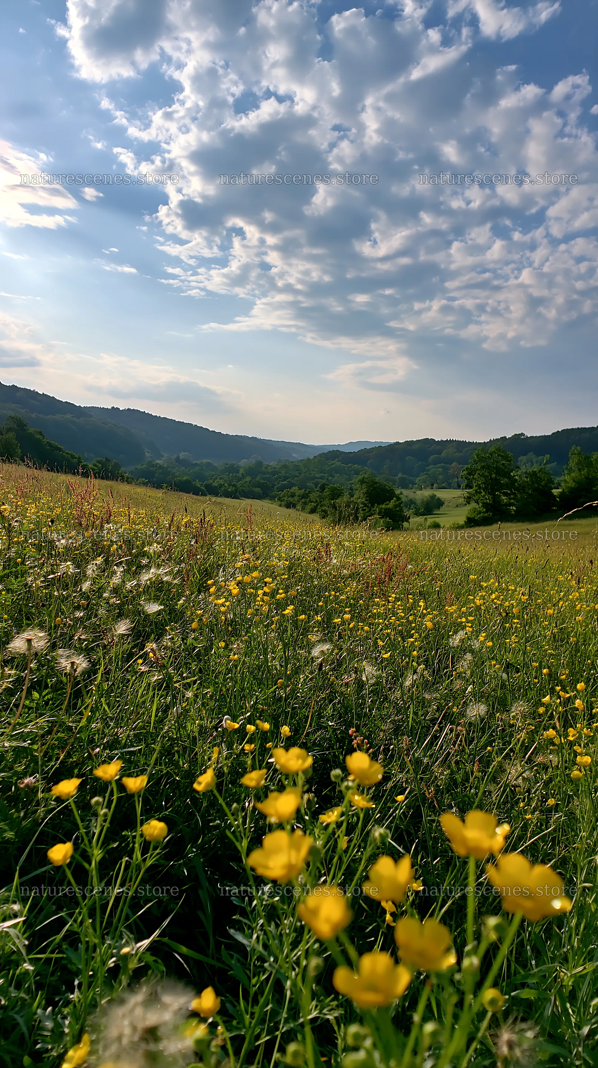 German foothill meadow with yellow flowers and cloudy sky – nature scenes 5938x10608