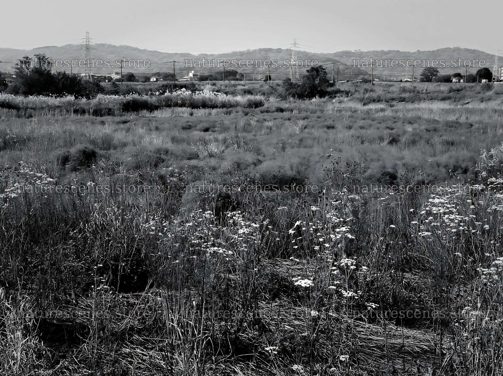 Tokyo urban biodiversity meadow with seedheads in a wide field – nature scenes 9174x6866