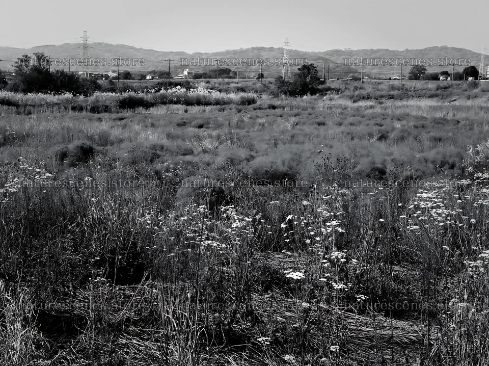 Tokyo urban biodiversity meadow with seedheads in a wide field – nature scenes 9174x6866