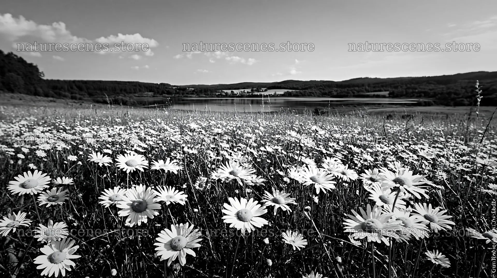 Lakeside meadow with daisies in Germany during the day – nature scenes 10608x5938